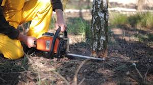 Best Seasonal Cleanup (Spring/Fall)  in Spring Valley, NV